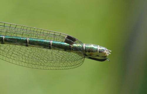 Lestes dryas